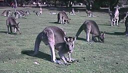 grazing kangaroos